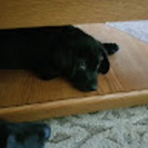 Meet your Posher, Pet
